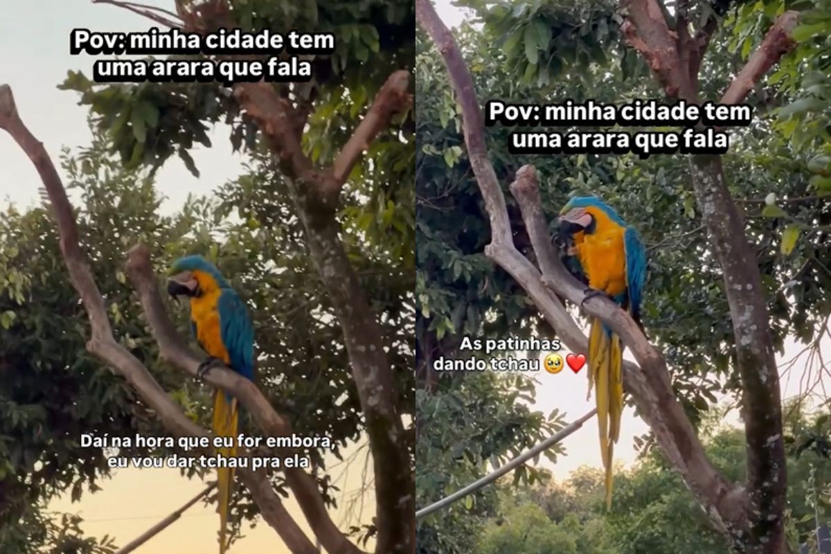 A arara que vive em praça pública e até ‘dá tchau’ a moradores em MS; veja vídeo