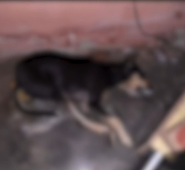 Animais são encontrados mortos com sinais de envenenamento no Sertão da Paraíba e Polícia Civil abre inquérito