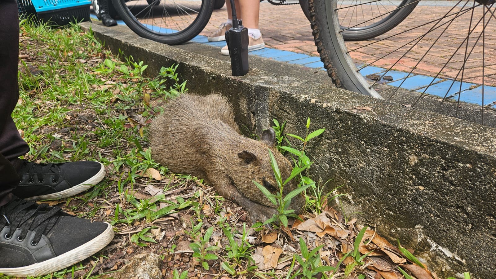 Filhote de capivara é atropelado por ciclista em alta velocidade no Parque do Utinga, em Belém