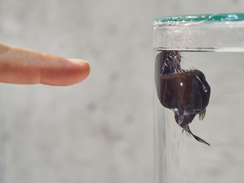 O Melanocetus johnsonii avistado por biólogos no final janeiro na costa das Ilhas Canárias. — Foto: Museo de Naturaleza y Arqueología, en Tenerife (MUNA)
