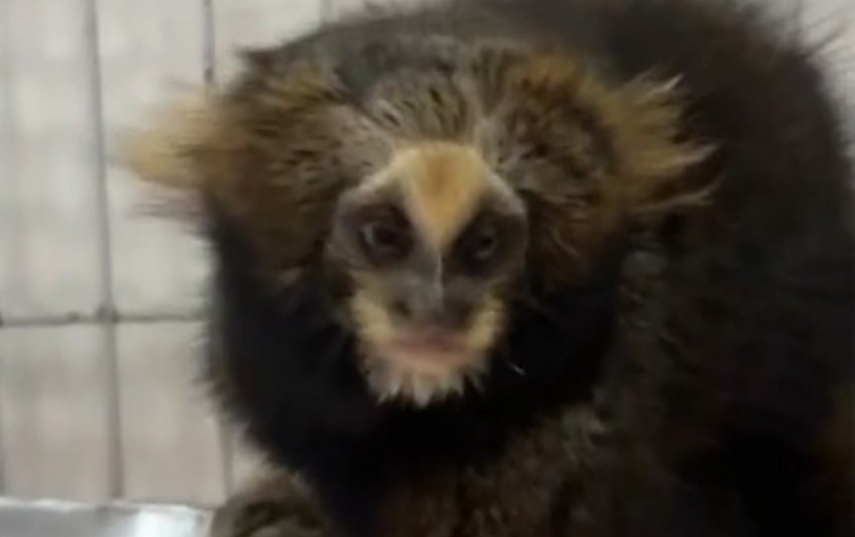 Sagui ameaçada de extinção é tratada e recebe alta seis meses após atropelamento em MG