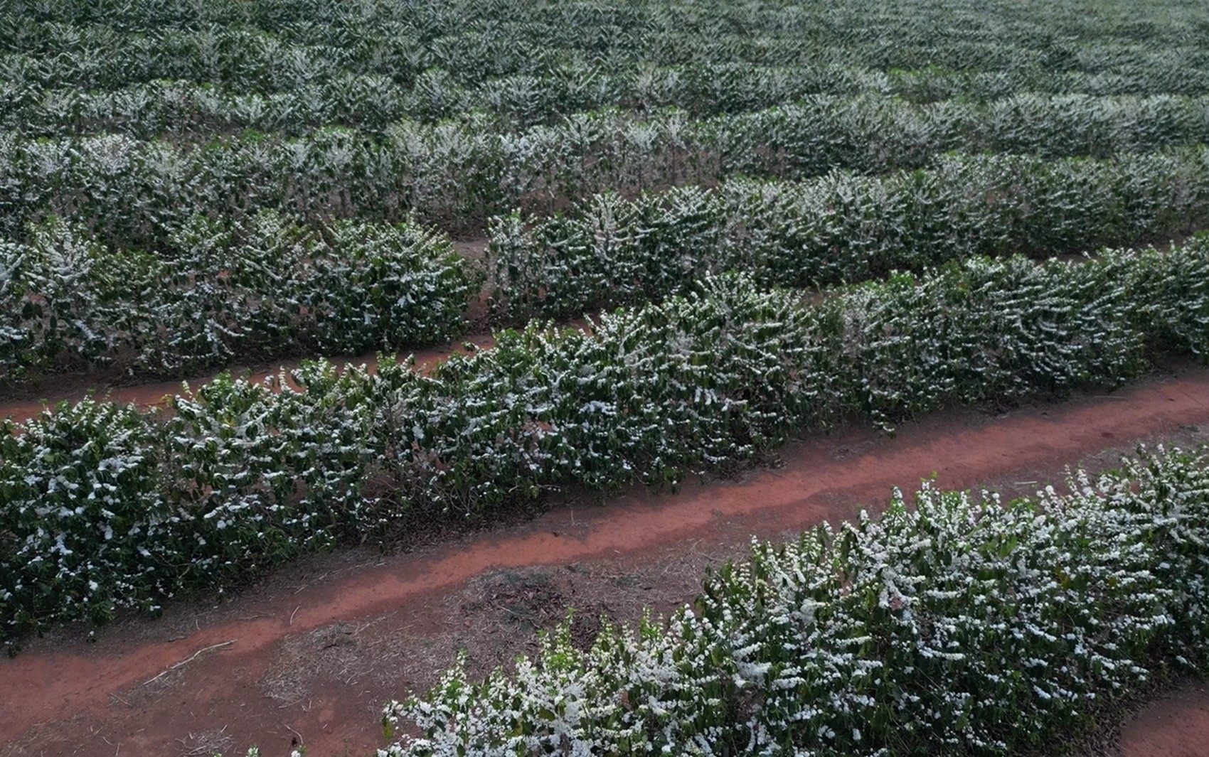 Emergência climática antecipa florada do café; saiba quais cuidados são necessários para a lavoura