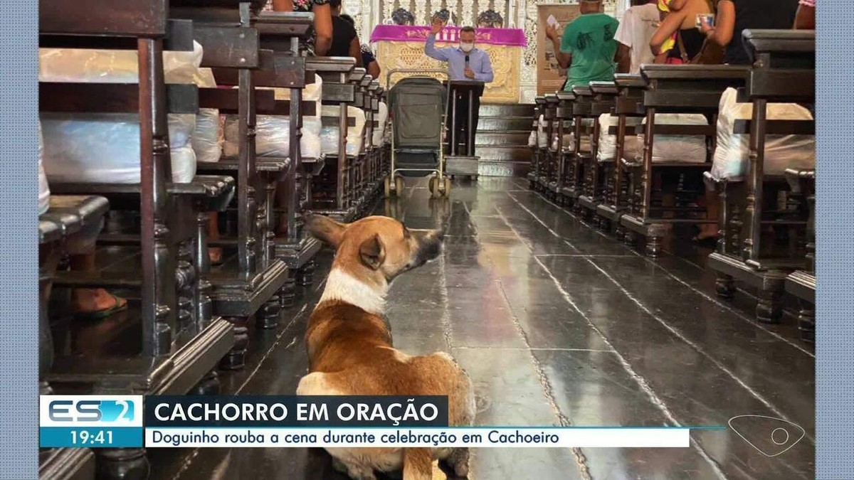 Cachorro entra em igreja e 'participa da missa' no ES | Espírito Santo | G1