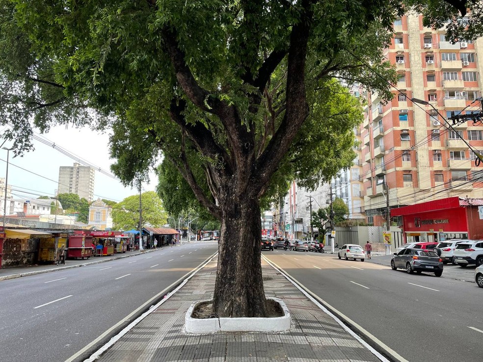 Avenida Getúlio Vargas é um exemplo de boa convivência da natureza com a metrópole cinza. — Foto: Matheus Castro/g1