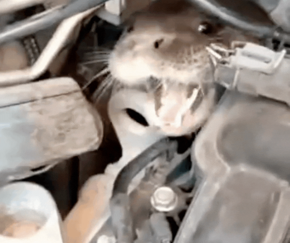 Lontra é resgatada dentro de motor de carro na Grande Florianópolis; VÍDEO
