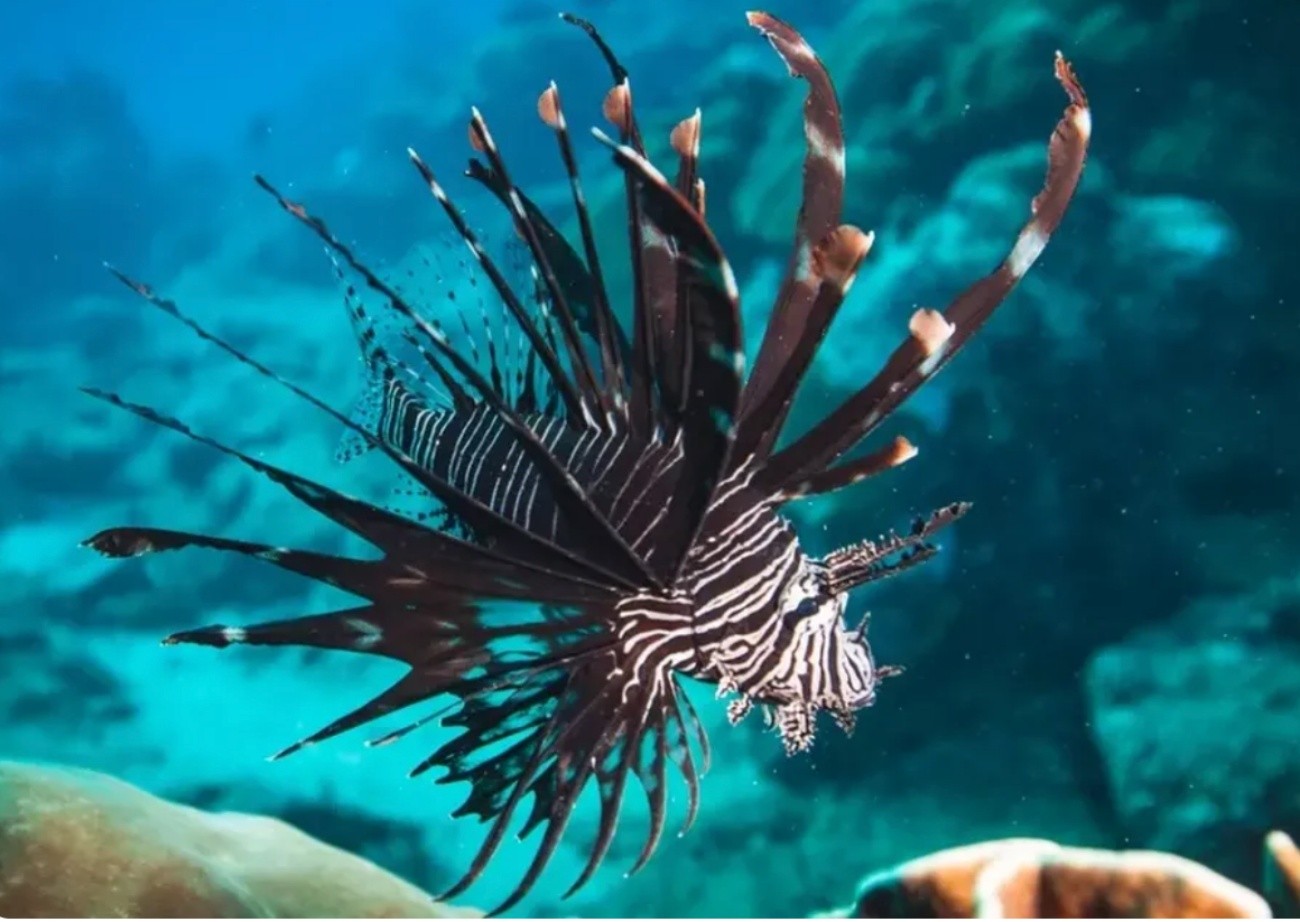 Pescadores retiram cerca de 500 peixes de espécie invasora no sul da Bahia