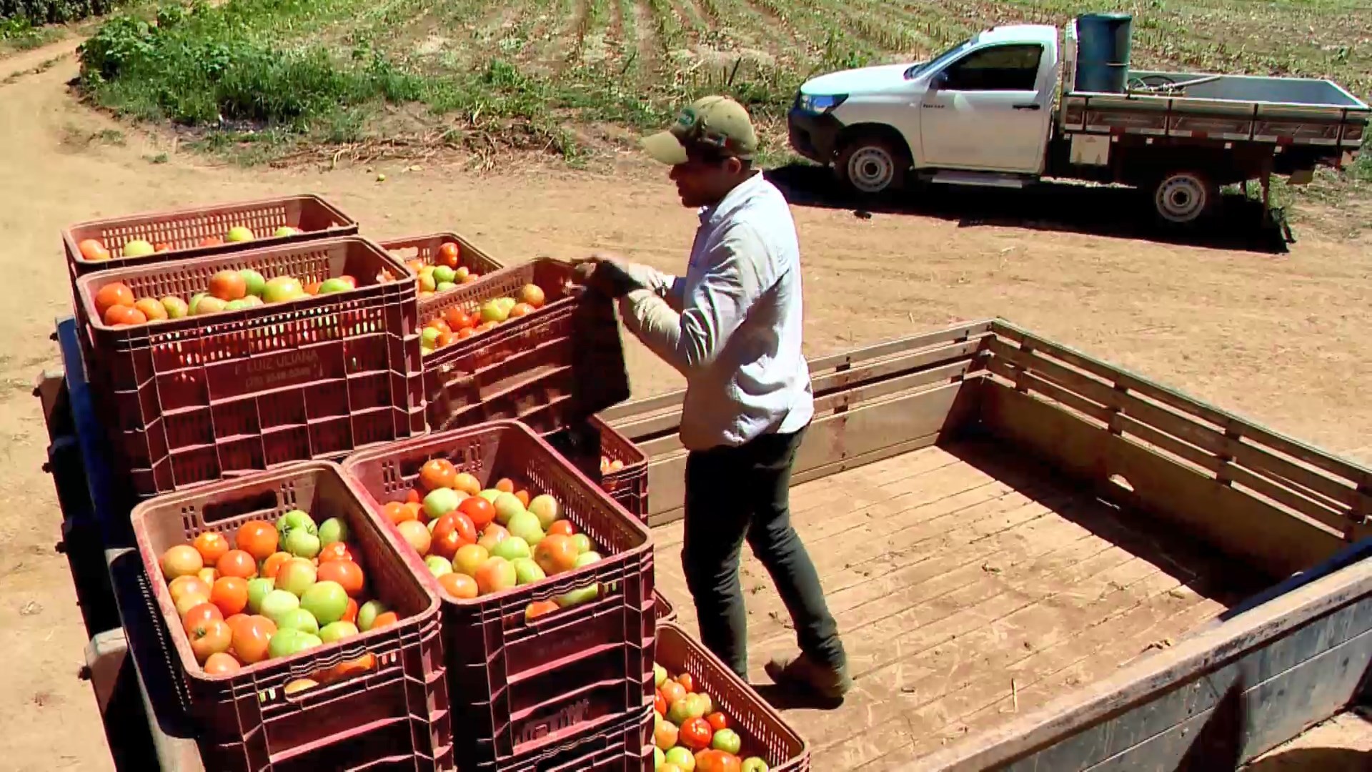 Cidade do ES pioneira no agroturismo no país produz tomate para todo o Brasil, exporta e tem até uma festa dedicada à fruta