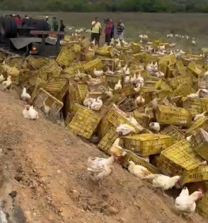 Motorista morre após carreta carregada de galinhas tombar na BA; aves ficaram espalhadas em acostamento de rodovia