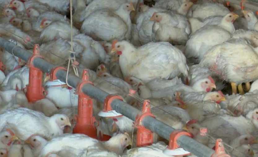 Suspensão de compra de carne de frango pela China: Paraná ressalta protocolos de segurança na produção do estado
