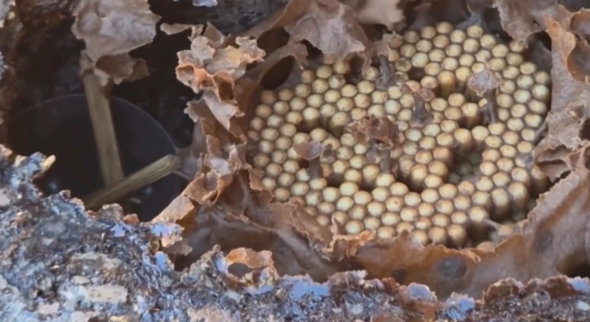 Criação de abelhas impulsiona renda e preservação ambiental no Noroeste Fluminense