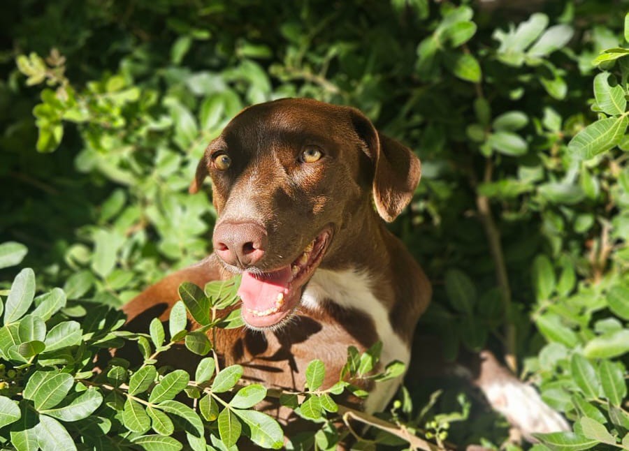 Macaé amplia atendimento e canais de proteção animal