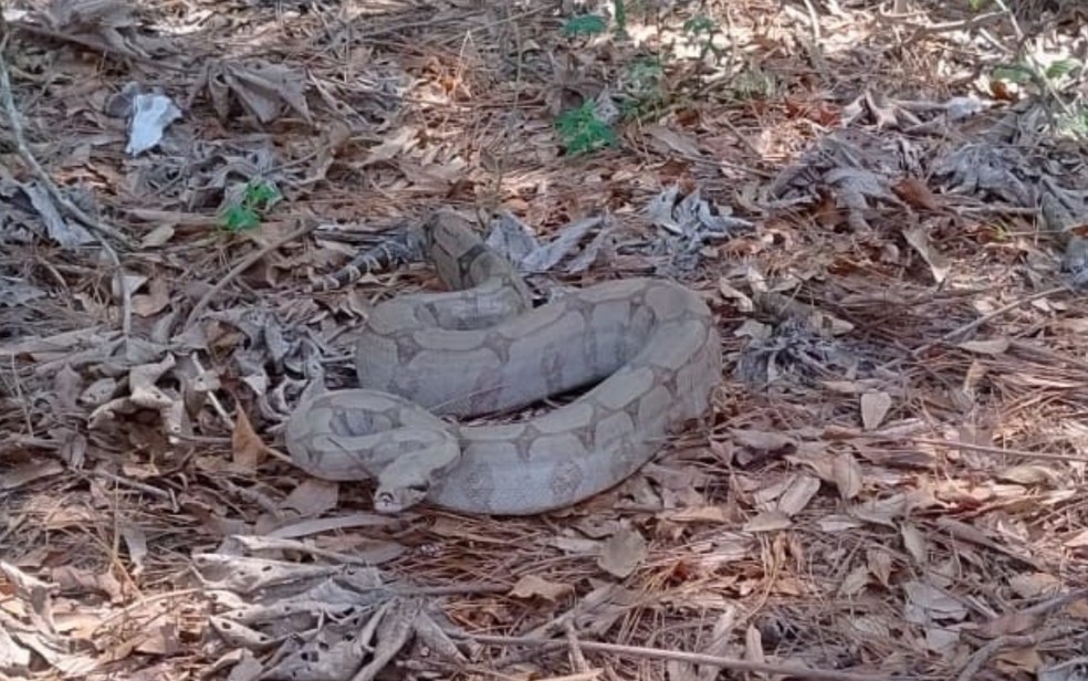 Jiboia foi solta na natureza em Batatais, SP — Foto: Divulgação Corpo de Bombeiros