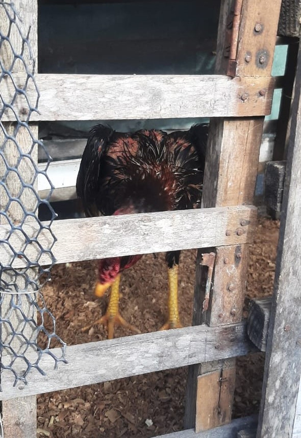 Oito homens são presos e um adolescente é apreendido durante rinha de galos no Planalto, em Natal — Foto: Foto: Divulgação/GMN
