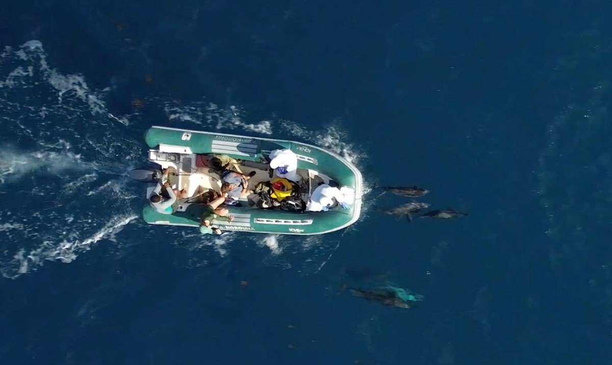 Pesquisa avalia saúde de golfinhos e aves em Fernando de Noronha