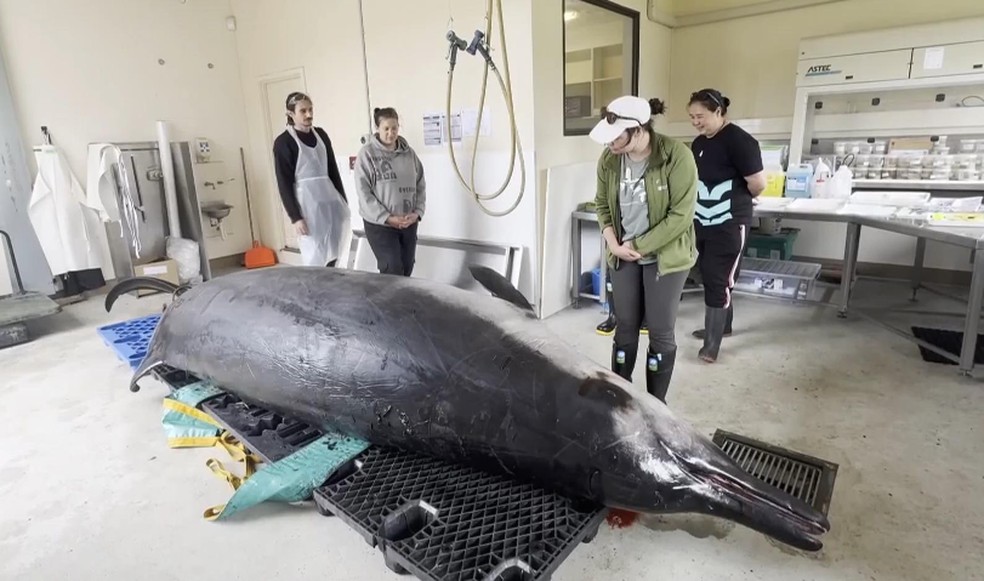 Só sete animais dessa espécie foram vistos — Foto: Associated Press