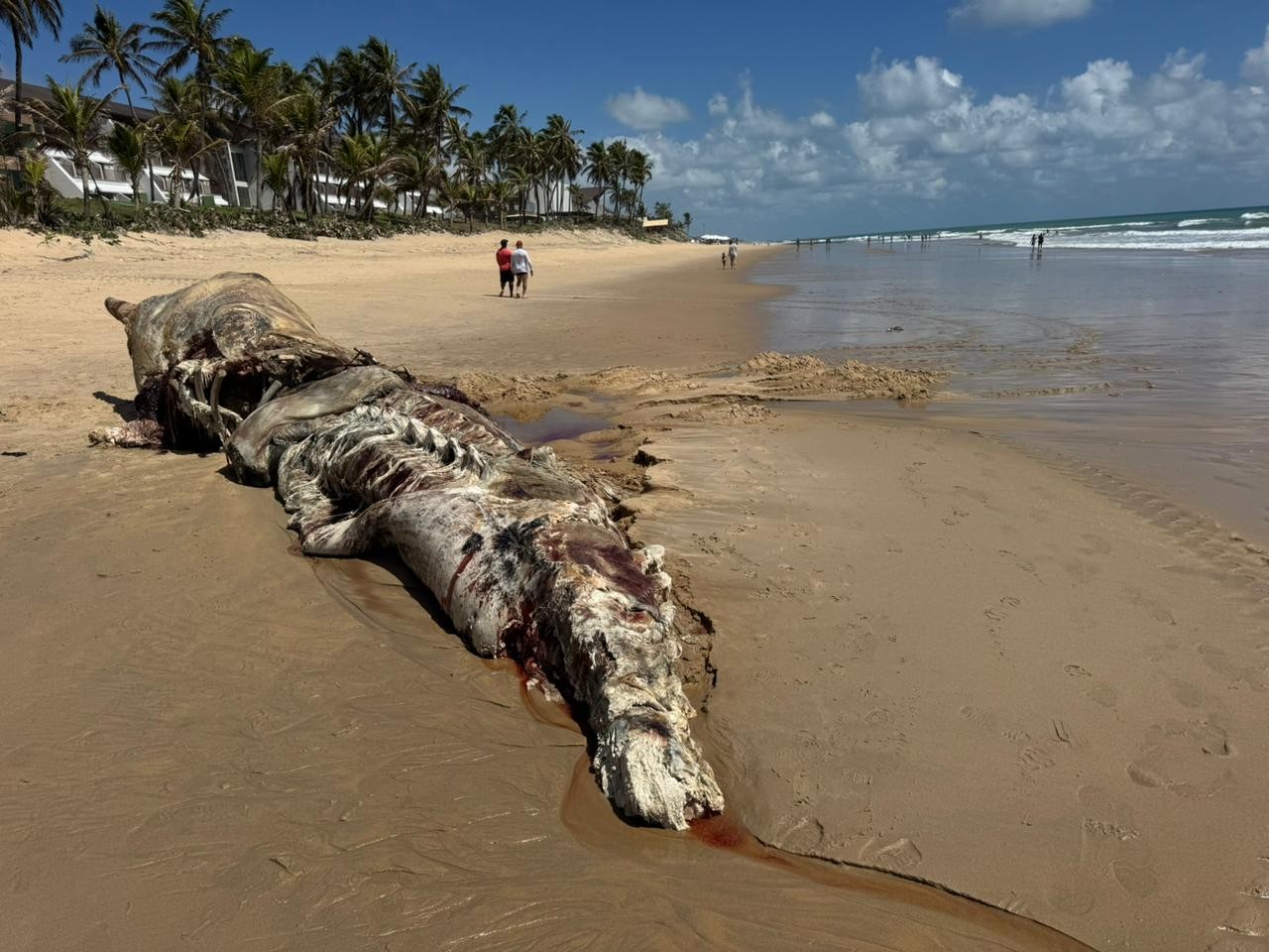 Baleia cachalote é encontrada morta na Via Costeira em Natal
