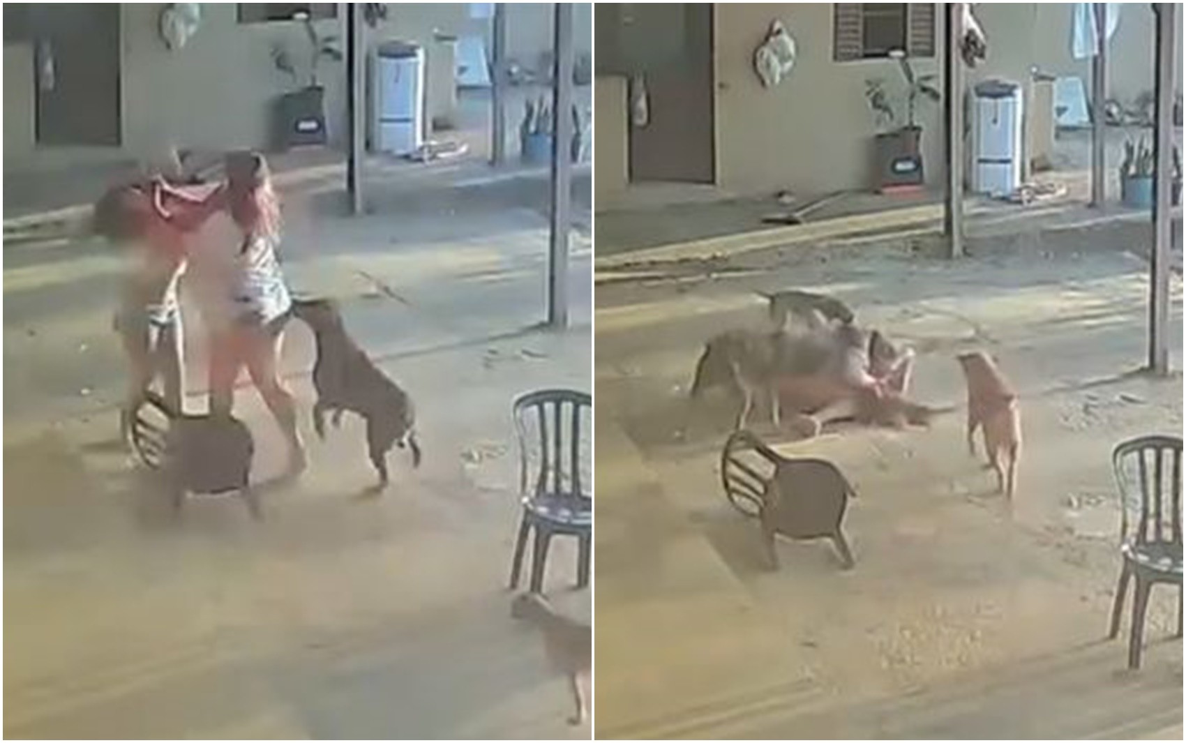 Cachorro tenta ‘separar’ mulheres durante briga, em Goiás; vídeo