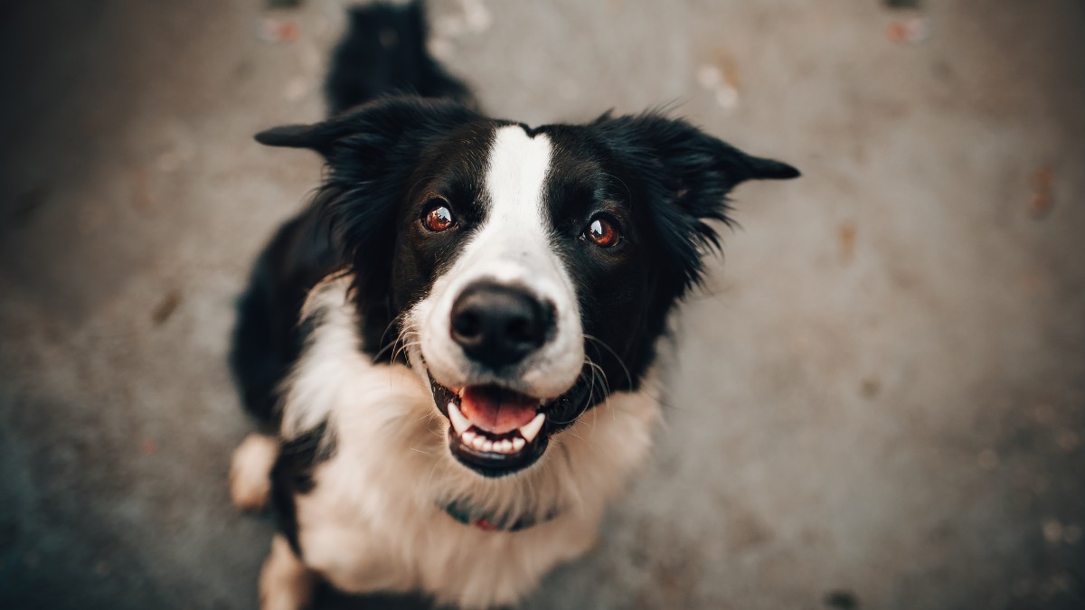 Capital terá primeiro Hospital Veterinário Municipal com atendimento gratuito