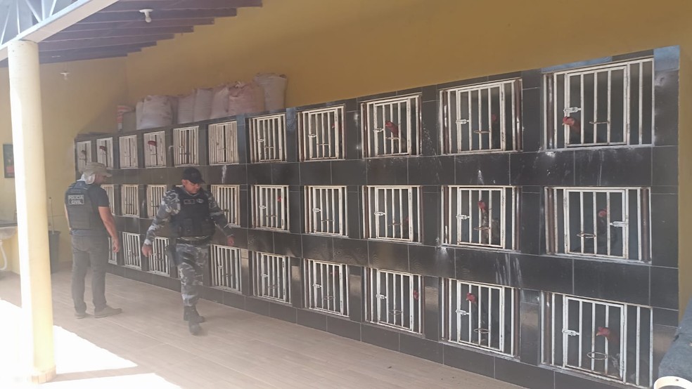 Mais de 40 animais foram encontrados no local. — Foto: Divulgação.