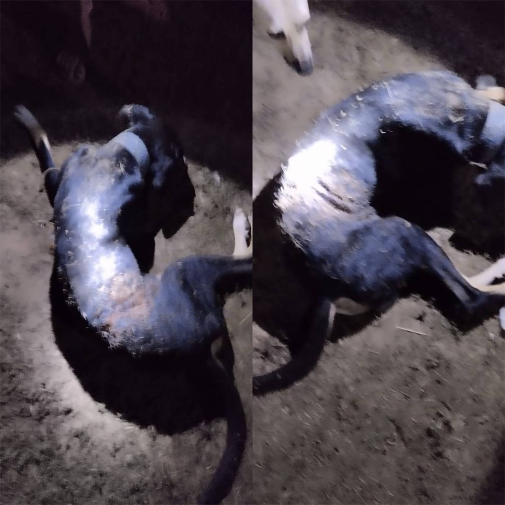 Dono de barraca de espetinho é preso após matar cachorro com golpe de facão em Brasileira, Norte do Piauí — Foto: Divulgação /PM-PI