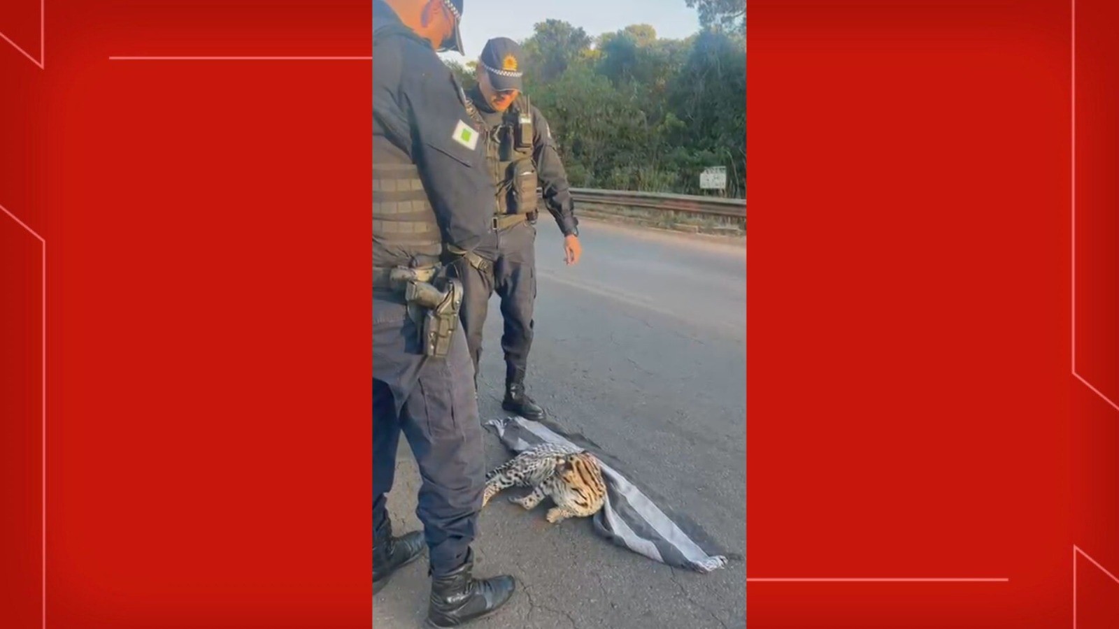 Jaguatirica é atropelada em Santa Maria; veja VÍDEO do resgate