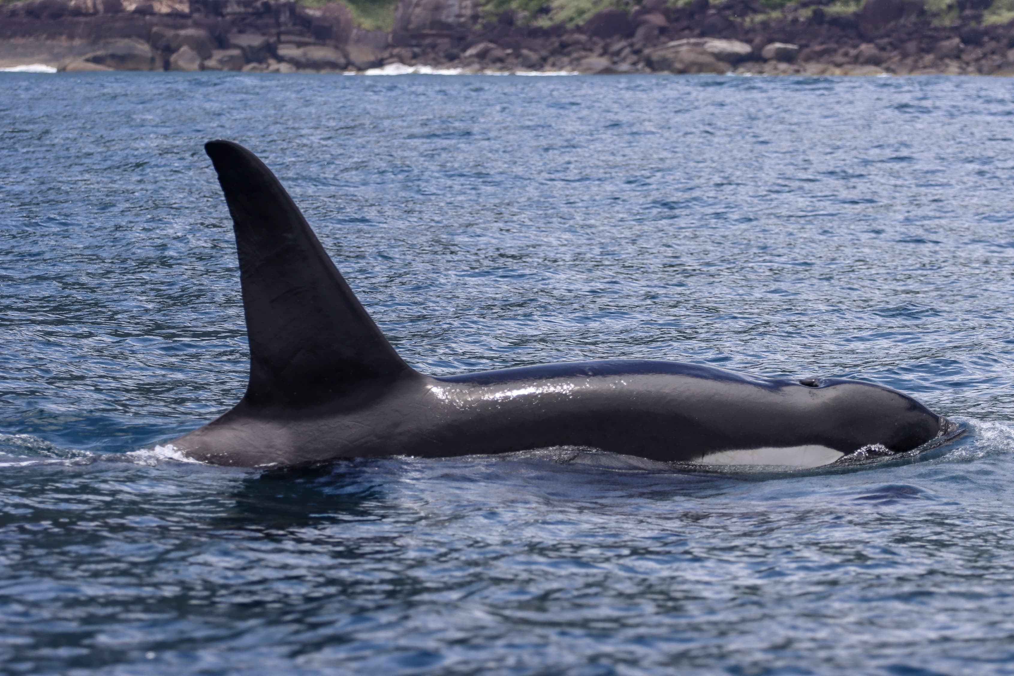 VÍDEO: fotógrafo faz registro impressionante de grupo de orcas em Ilhabela