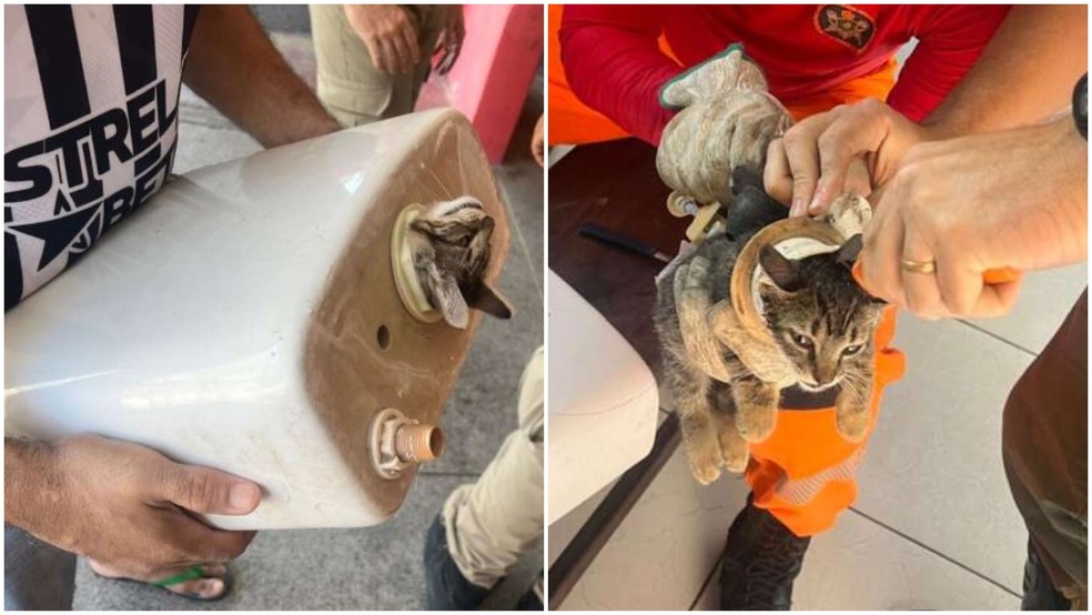 Bombeiros resgatam gato que ficou preso em caixa de descarga em Maracanaú. — Foto: Corpo de Bombeiros/ Divulgação