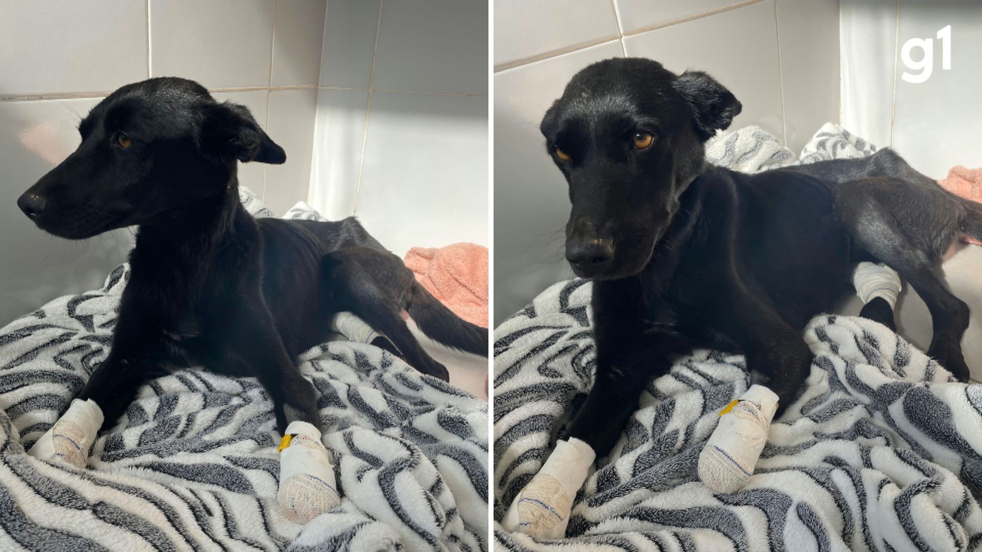 Cadela é resgatada com duas patas cortadas e ganha novo nome no RS; tutor foi preso
