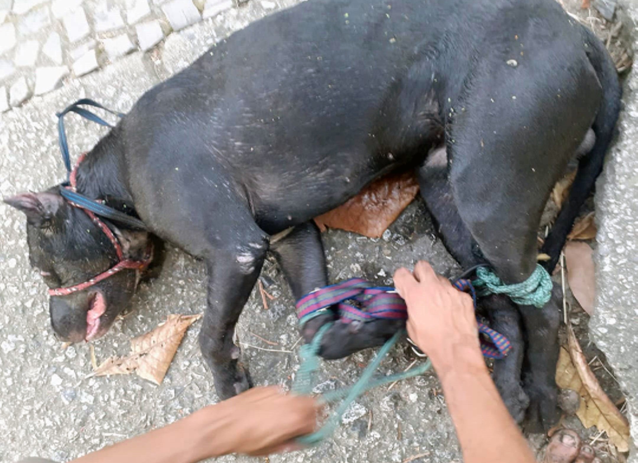 VÍDEO: homem atira pitbull em valão em Bangu; em Itaguaí, força-tarefa encontra 400 cães em terreno