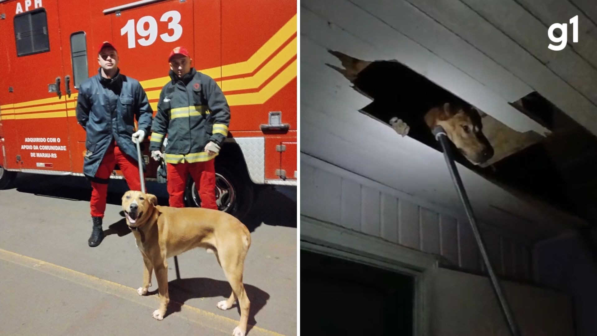 Cachorro caramelo vai parar dentro do forro de casa em Marau; veja vídeo