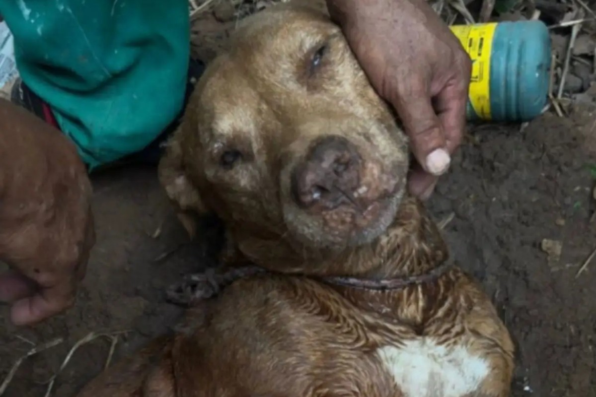 Pitbull é resgatado após ser enterrado vivo em terreno de Cuiabá