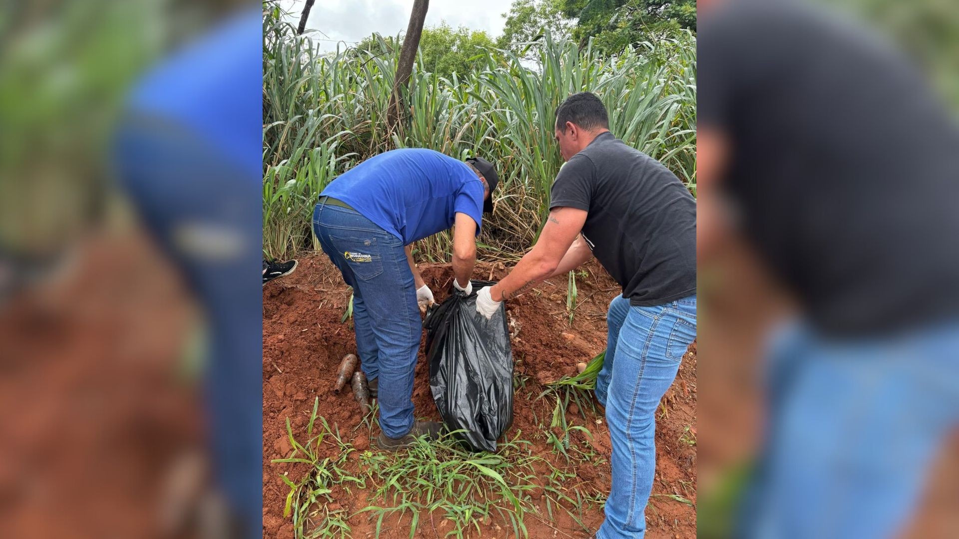 Corpo de cachorro vira-lata que morreu ao ser golpeado com capacete na cabeça é desenterrado após tutor  informar verdadeiro local do enterro