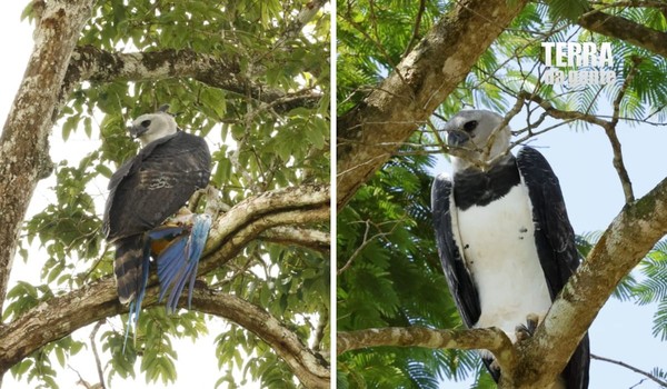 Harpia (Harpia harpyja) predando arara-canindé (Ara ararauna) — Foto: Lucas Souza / Estudante de biologia