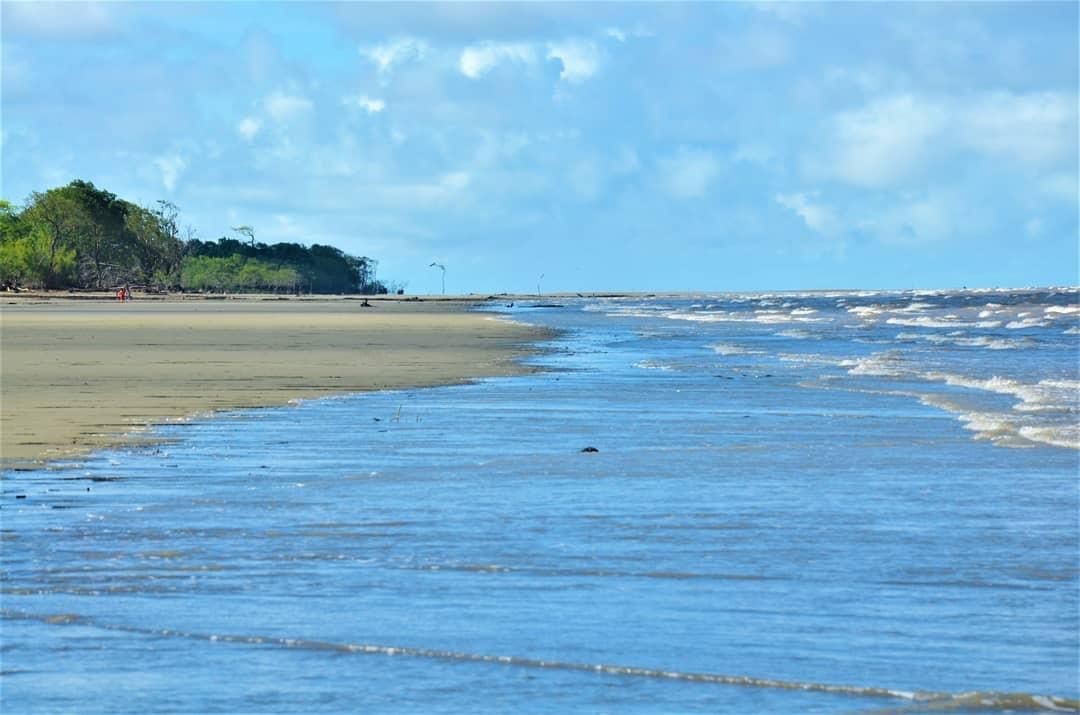 Tartaruga-verde encontrada presa em rede de pesca é devolvida ao oceano, no Amapá; VÍDEO