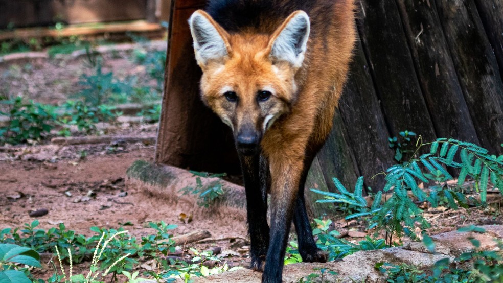 Zoológico de Bauru comunica morte de lobo-guará de 16 anos — Foto: Bruno Sartori