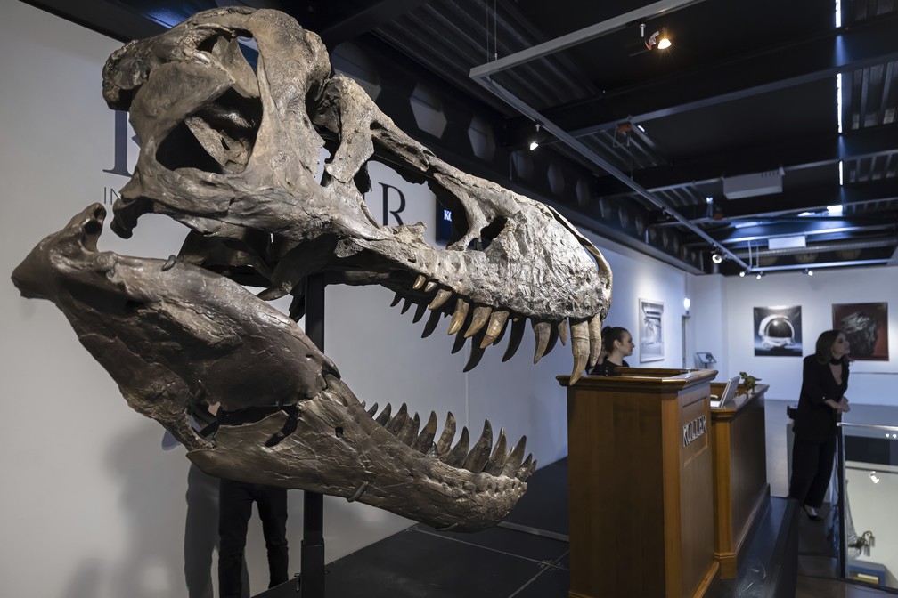 Crânio de T. Rex é leiloado por US$ 6,1 milhões - 11/12/2022