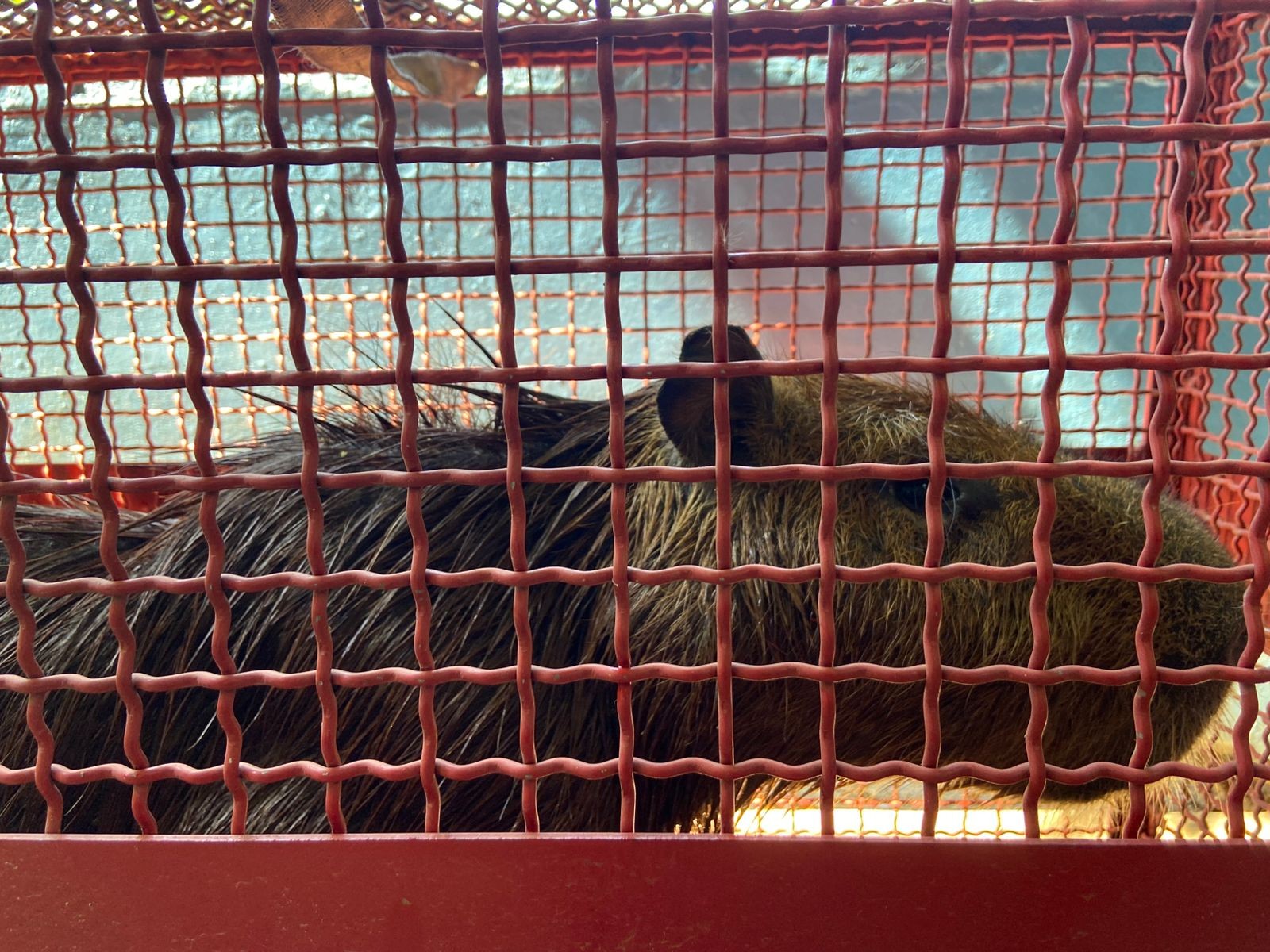 Vídeo: capivara debilitada é resgatada por equipes dos Bombeiros e Pelotão Ambiental após ficar 'ilhada' no Rio Piracicaba