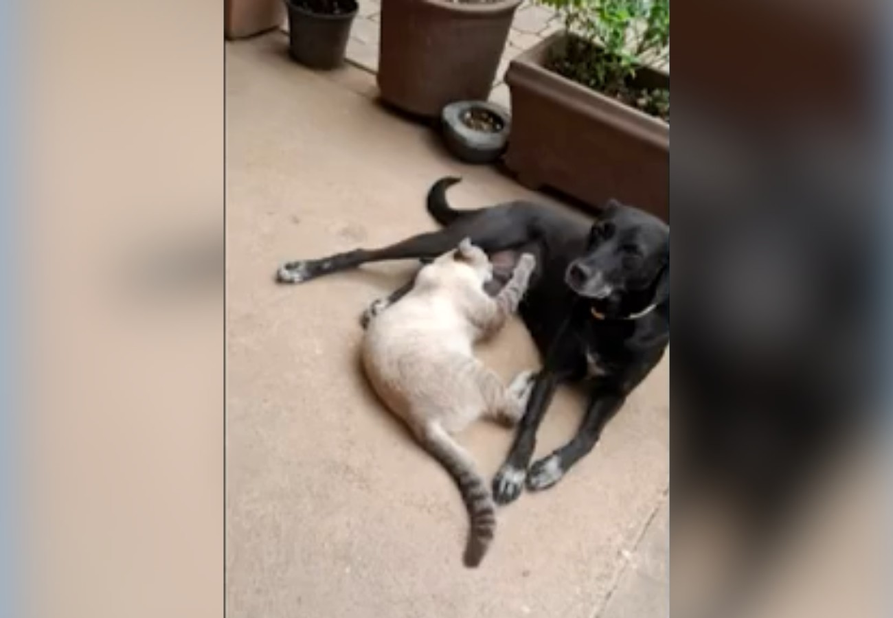 Cachorra é encontrada morta em frente de casa após tutora ouvir tiros: 'Muito doloroso'