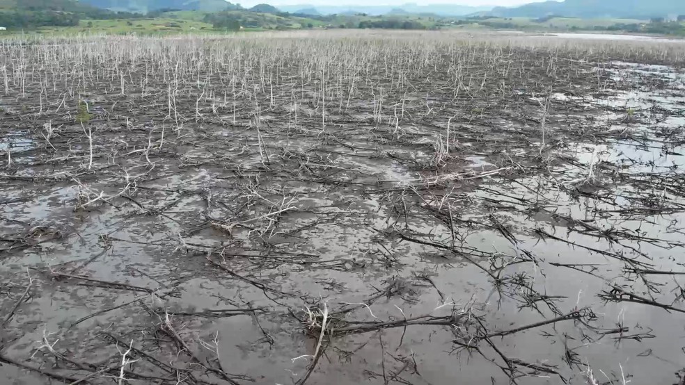 500 hectares de mangue foram destruídos por chuva de granizo no Espírito Santo — Foto: Samy Ferreira/TV Gazeta