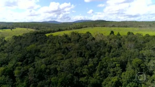 Projetos de restauração florestal estão mudando áreas degradadas em 3 estados brasileiros - Programa: Jornal Nacional 