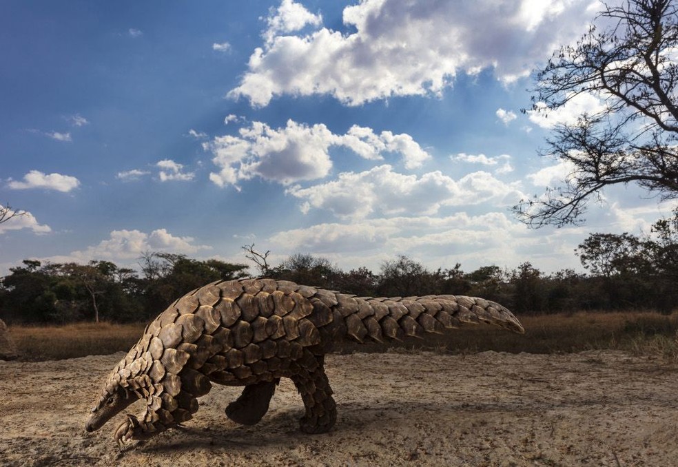 Pangolins in Crisis (Pangolins em Crise) por Brent Stirton ganhou o prêmio na categoria 'Mundo Natural e Vida Selvagem' — Foto: Brent Stirton/Sony World Photography Awards 2020