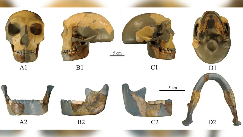 O crânio e a mandíbula do hominídeo encontrado no leste da China. — Foto: Xiujie Wu/National Research Center on Human Evolution
