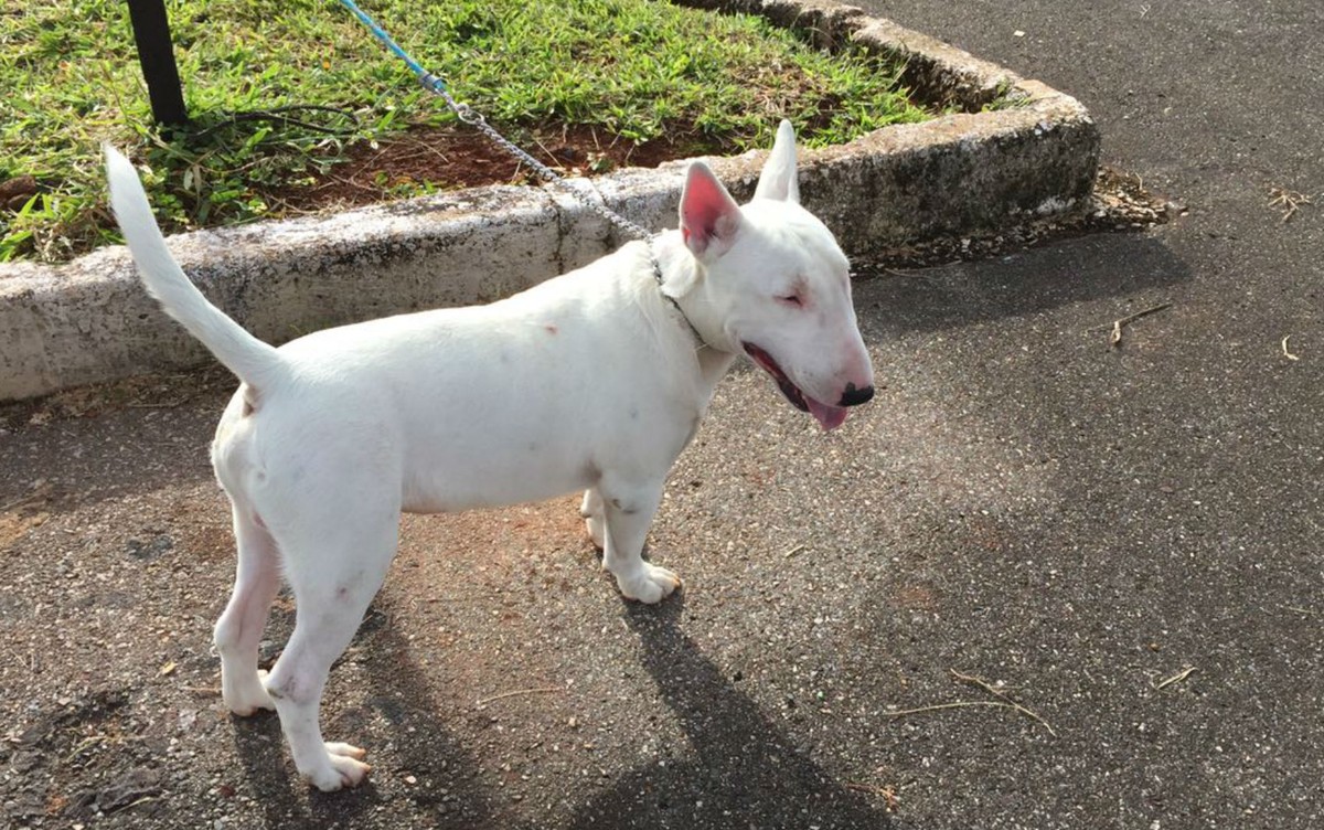 Cadarço sales bull terrier