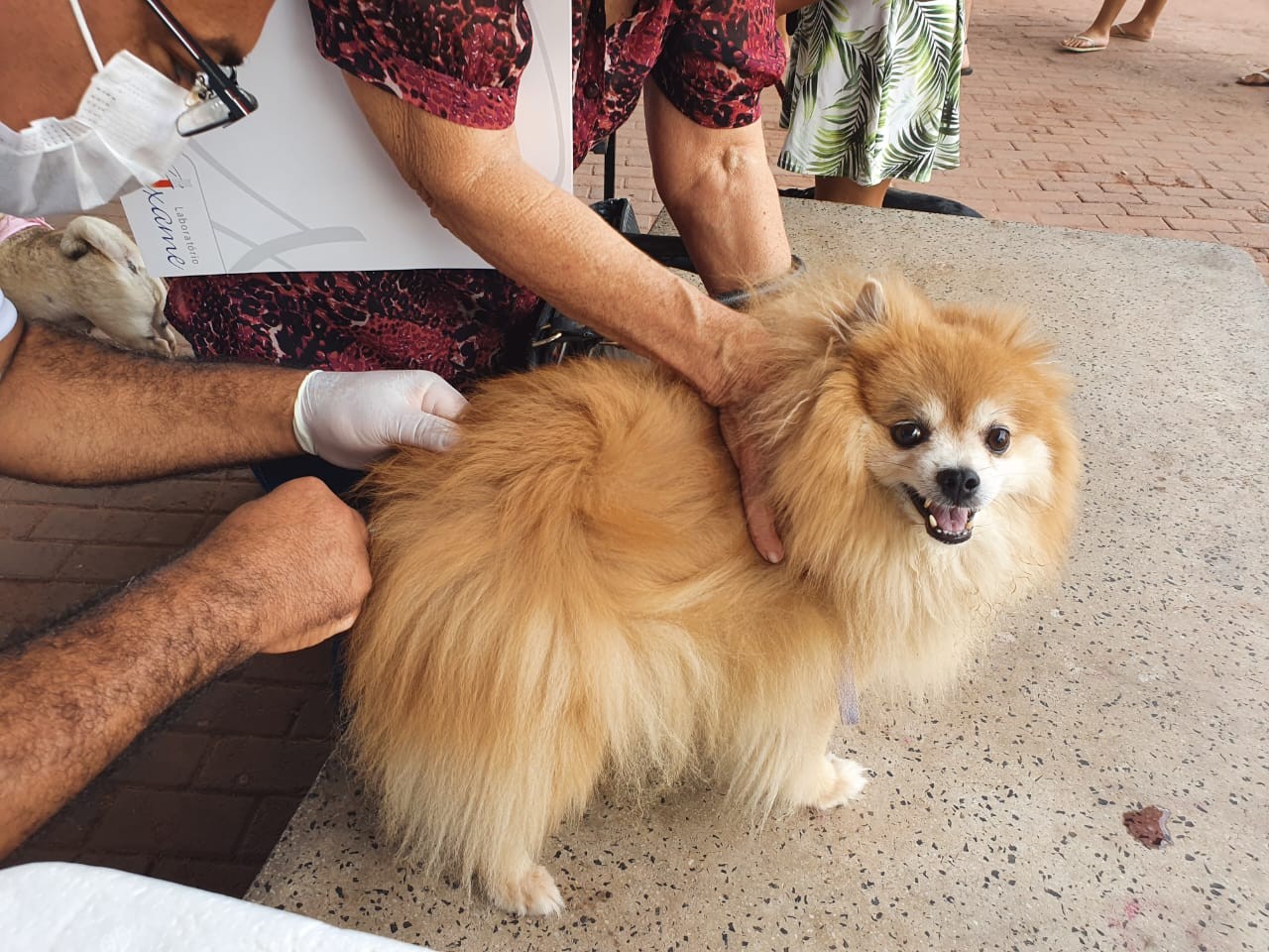 Vacinação de cães e gatos contra raiva nas Zonas Norte e Leste de Teresina acontece sábado (21); veja postos