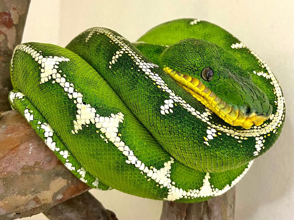 Periquitamboia ou cobra papagaio tem hábitos noturnos — Foto: Divulgação/Centro Amazônico de Herpetologia