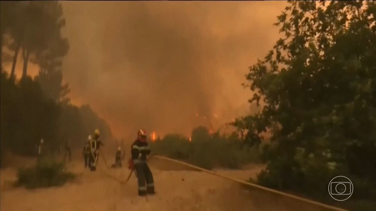 Após onda de incêndios, veja como uma raça de vaca quase esquecida ajuda a Espanha a reduzir queimadas