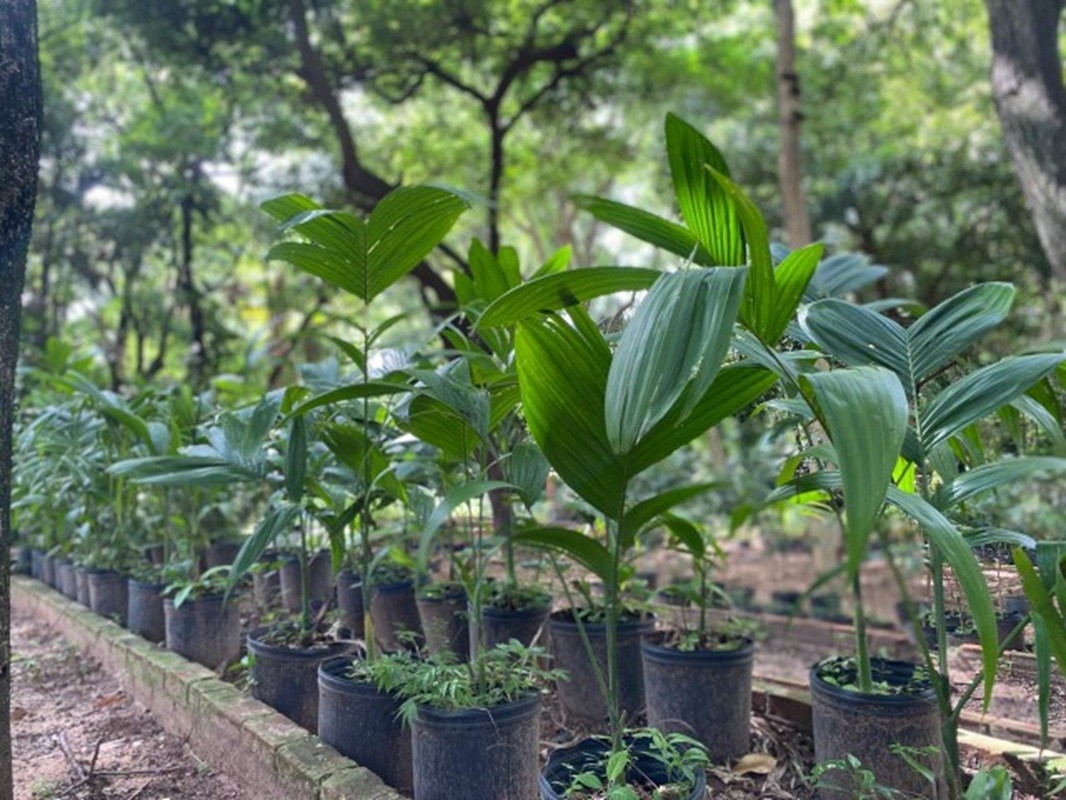 Prudente tem mais de 200 mil árvores, mas 50% precisam ser substituídas; moradores podem solicitar plantio