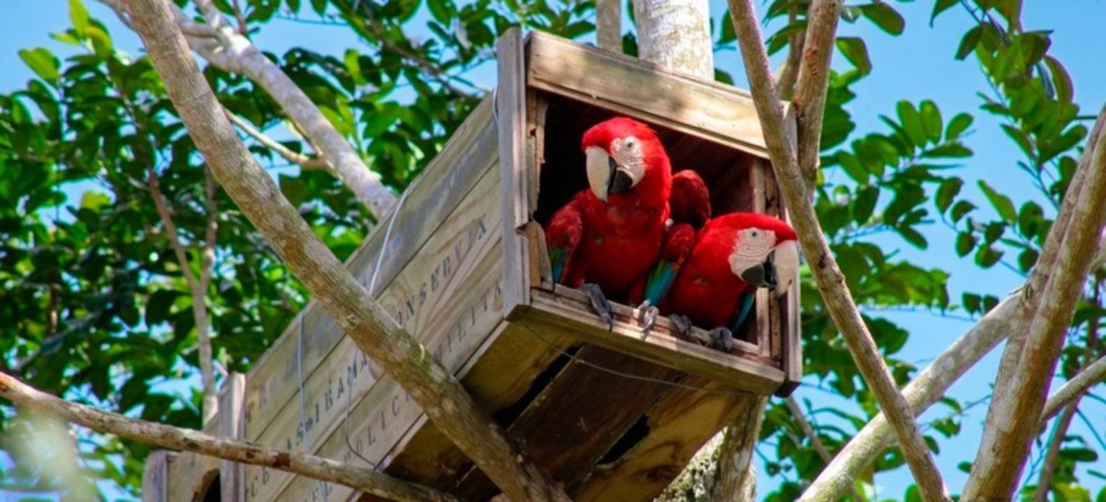 Arara-vermelha-grande volta a se reproduzir na Mata Atlântica baiana quase 200 anos após extinção no bioma  