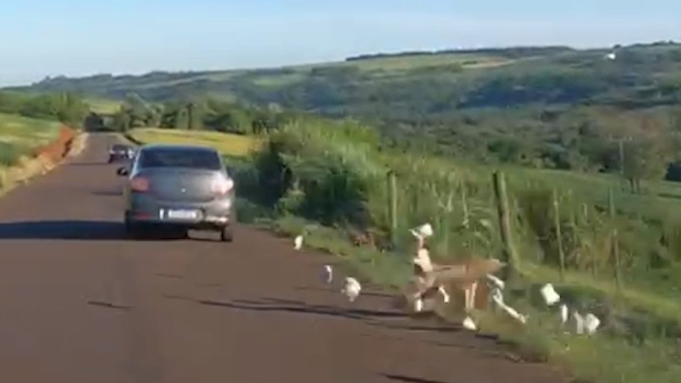 Durante fuga, casal jogou caixa para fora do veículo. Nela, policiais encontraram 5,8 quilos de drogas. — Foto: PRF