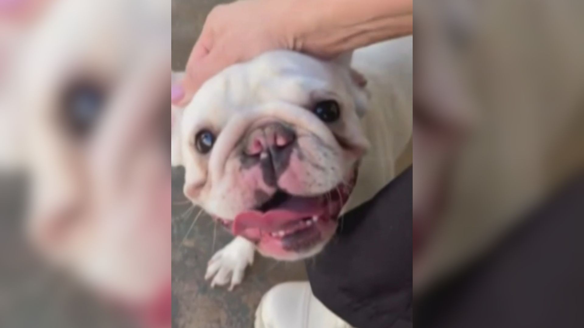 Homem é preso suspeito de torturar cachorro após ex-companheira pedir medida protetiva em Rio Preto